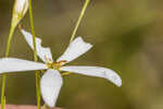 Shortleaf rose gentian